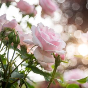 Astrid Lindgren - klaserose