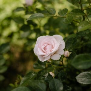 Dronning Margrethe - klaserose