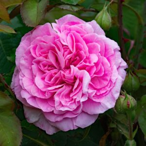 Gertrude Jekyll - buskrose