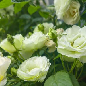 Escimo Flower Circus - klaserose