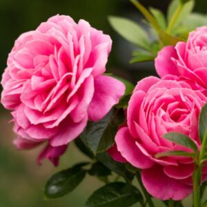 Foxy Flower Circus - klaserose