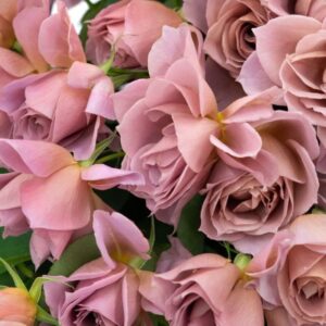 Koko Loco - klaserose