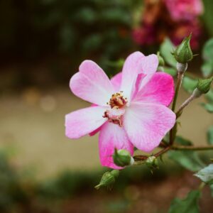 Lavendel Dream - markdekkende rose