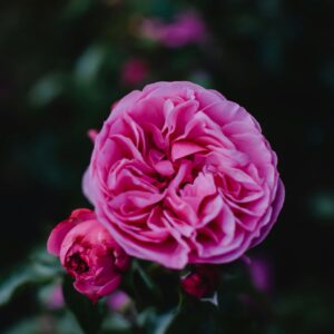 Leonardo da Vinci - klaserose