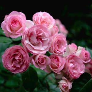 Sommerwind - markdekkende rose