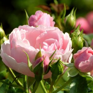 Queen of Sweden - buskrose