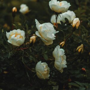 Lichfield Angel - buskrose