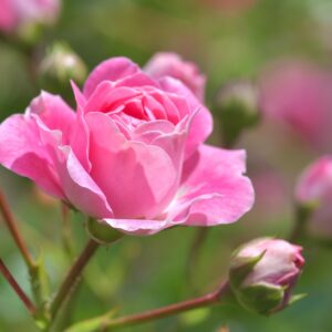 Pink the Fairy - markdekkende rose