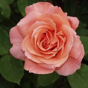 Warm Wishes - stilkrose