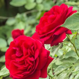 Ruby Flower Circus - klaserose