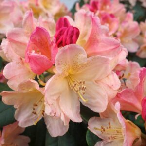 Rhododendron yakushimanum ‘Dreamland’