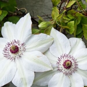 Klematis ‘Miss Bateman’