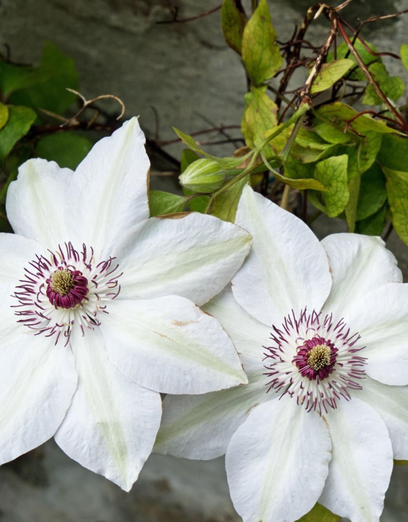 Klematis ‘Miss Bateman’