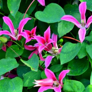 Klematis ‘Princess Diana’