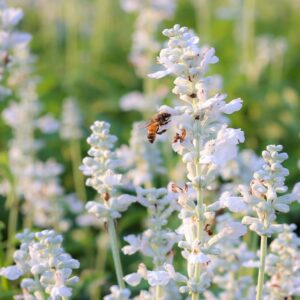 Lavendel ‘Arctic Snow’