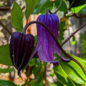 Klematis ‘Tage Lundell’