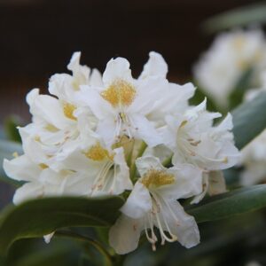 Rhododendron ‘Cunningham’s White’