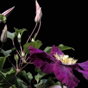 Klematis ‘Warszawska Nike’