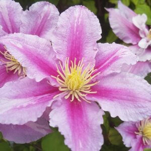 Klematis ‘Piilu’