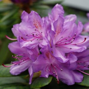 Rhododendron catawbiense ‘Grandiflorum’