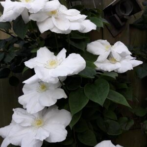 Klematis ‘Mme. Le Coultre’