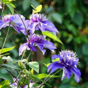 Klematis ‘Multi Blue’