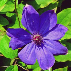 Klematis ‘The President’