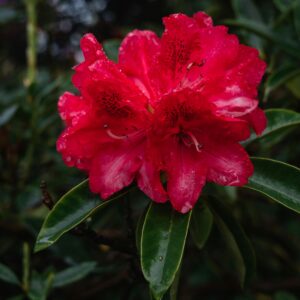 Rhododendron catawbiense ‘Nova Zembla’