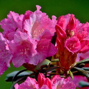 Rhododendron yakushimanum ‘Kalinka’