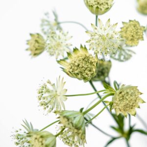 Storstjerneskjerm ‘Alba’