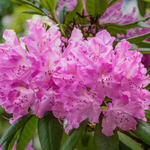 Rhododendron catawbiense ‘Roseum Elegans’