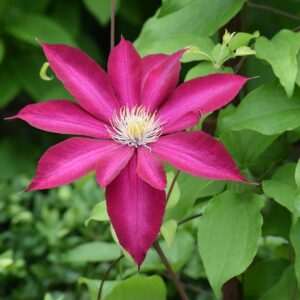 Klematis ‘Södertälje’