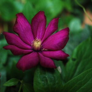 Klematis ‘Kajsa’