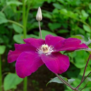 Klematis ‘Rouge Cardinal’
