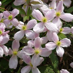 Klematis ‘Montana Rubens’