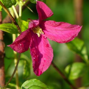 Klematis C. viticella ‘Carmencita’