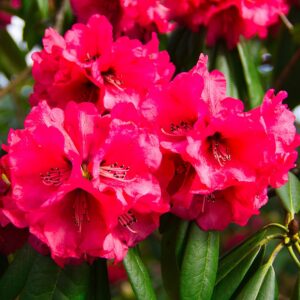 Rhododendron yakushimanum ‘Dopey’