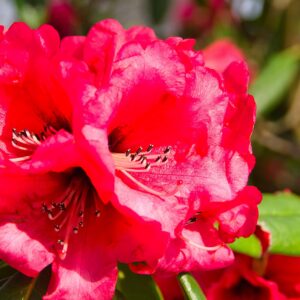 Rhododendron repens ‘Scarlet Wonder’