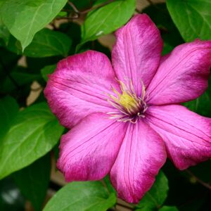 Klematis ‘Ville de Lyon’