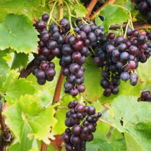 Vinranke
