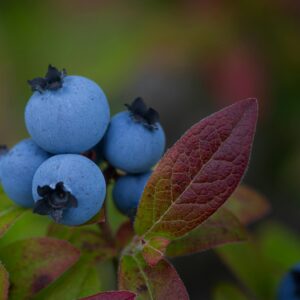 Blåbærbusk