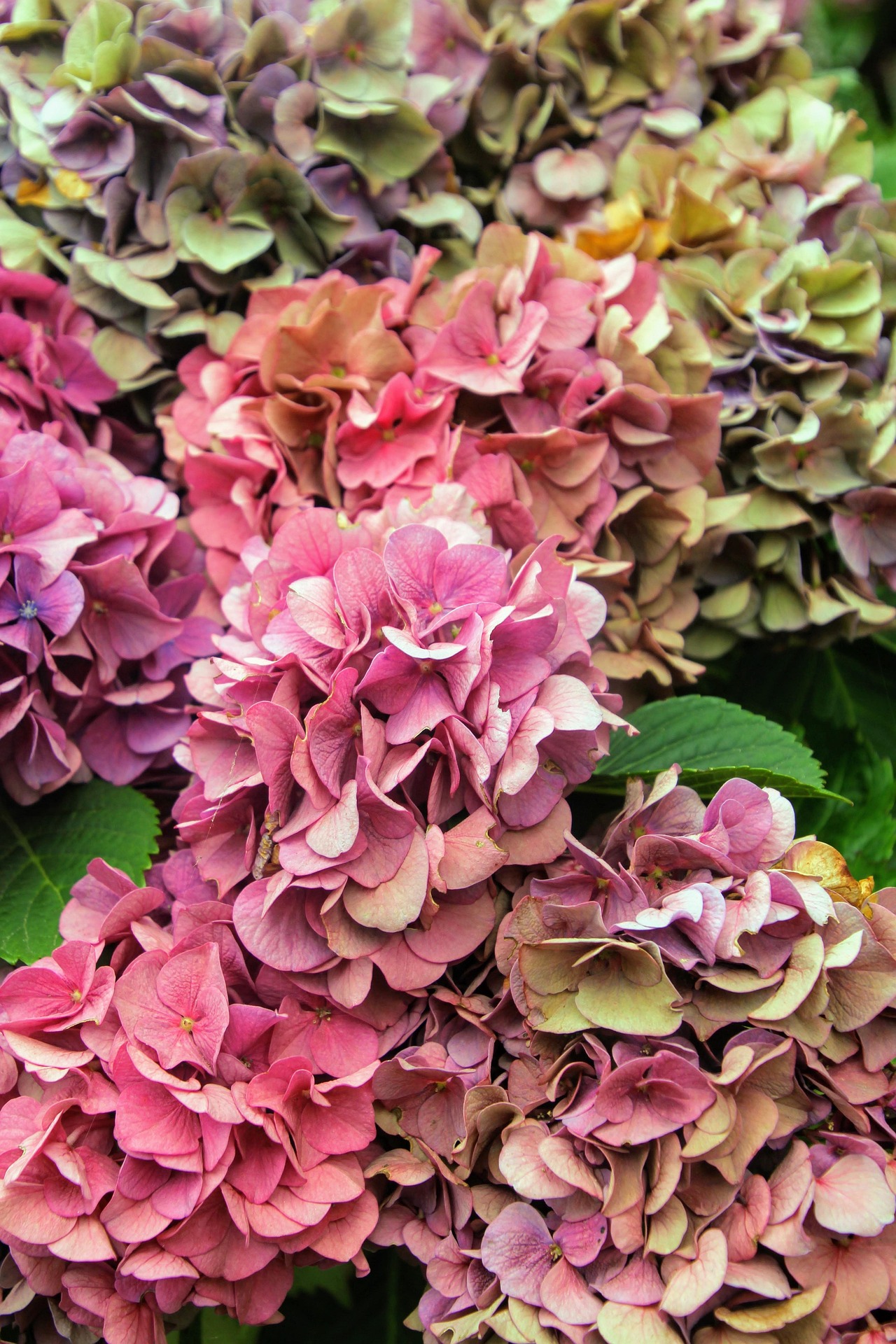 instagramfotografin-hydrangea-2658826_1920