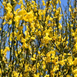 Gullgyvel ‘Osiris’