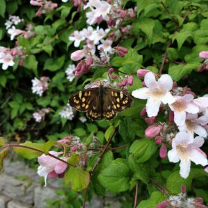 Stjernetopp 'Mont Rose'